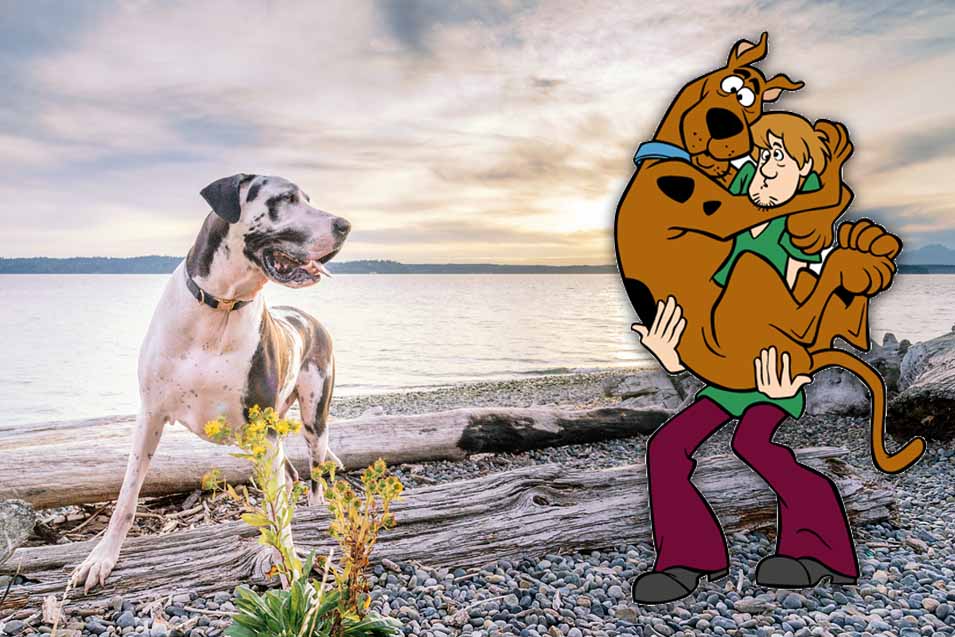 Scooby-Doo Dog Breed