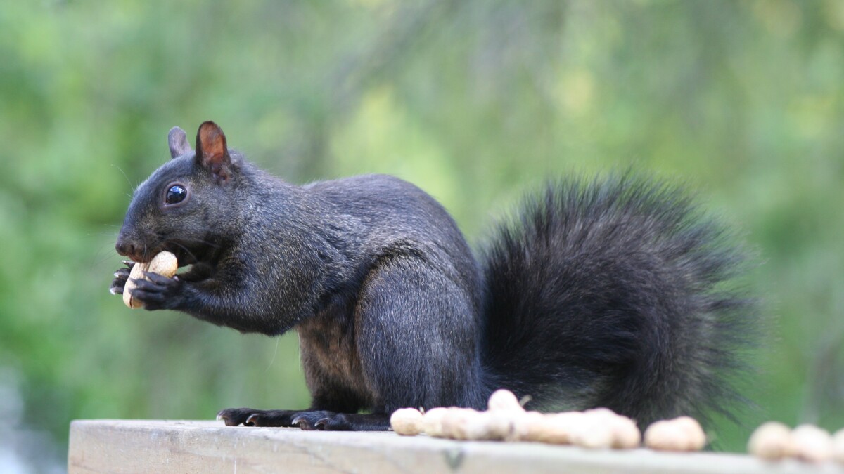 Black Squirrel