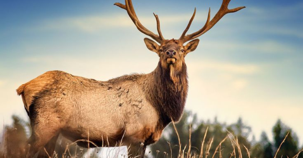 PA Elk Cam