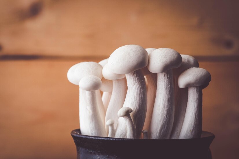 Albino Penis Envy Mushrooms