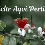 Floricltr Aqvi Pertinho