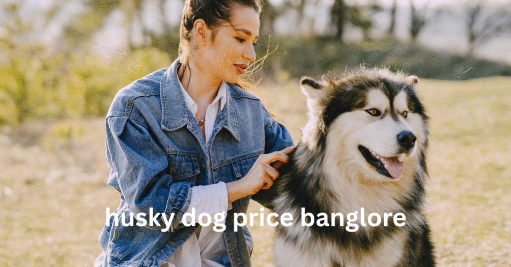 Husky dog price in Bangalore
