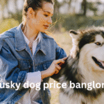Husky dog price in Bangalore